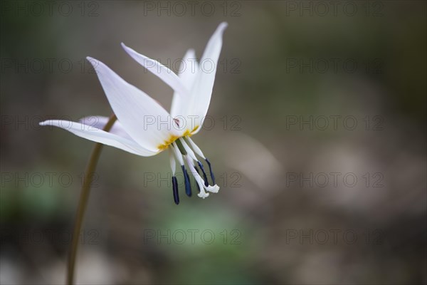 White Dog's tooth violet (Erythronium dens-canis)