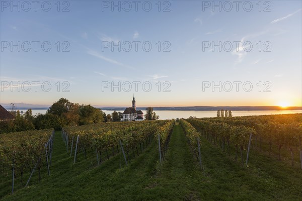 Pilgrimage church Birnau with vineyards in autumn at sunset