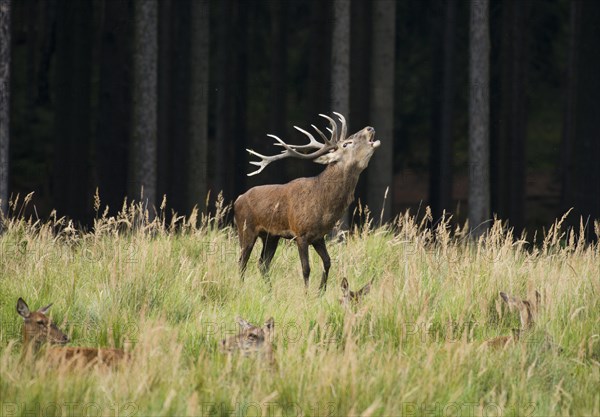 Red deer (Cervus elaphus) roars during rutting season