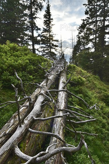 Deadwood in the coniferous forest