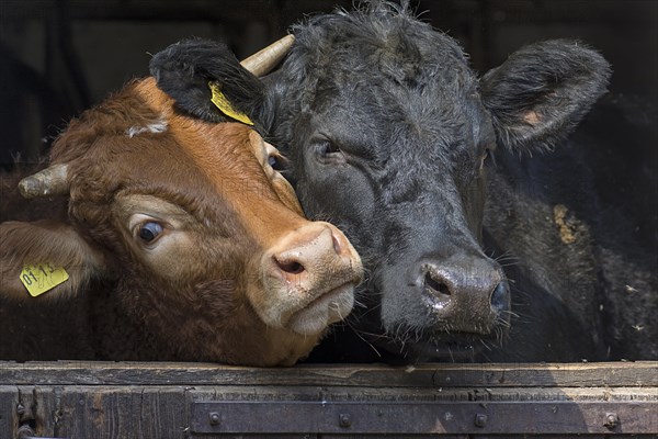 Limousin cattle and Angus-Cattle looking curiously out of the barn door