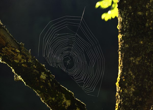 Spider web shines in backlight