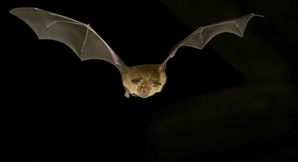 Greater horseshoe bat (Rhinolophus ferrumequinum) in flight at night