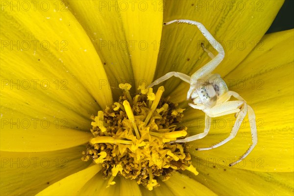 Goldenrod crab spider (Misumena vatia)