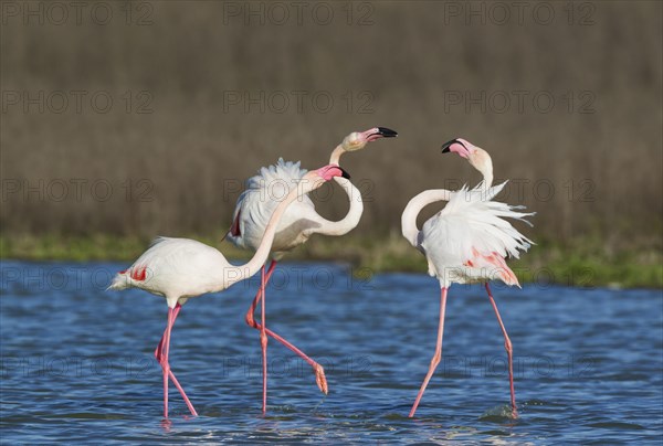 Greater Flamingo (Phoenicopterus roseus)