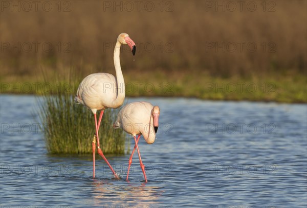 Greater Flamingo (Phoenicopterus roseus)