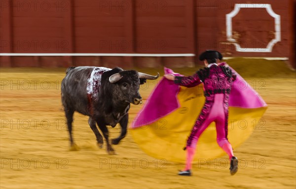 Racing bull with matador