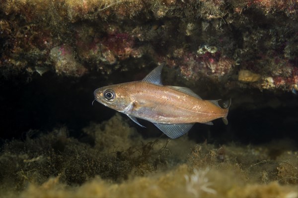 Norway pout (Trisopterus esmarkii) near reef