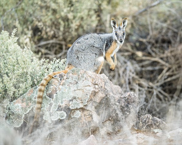 Yellow-footed rock-wallaby (Petrogale xanthopus)