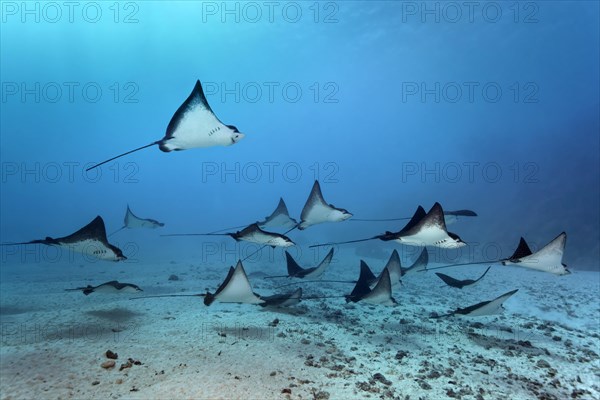 Swarm Spotted eagle ray (Aetobatus narinari) swimming over sandy bottom