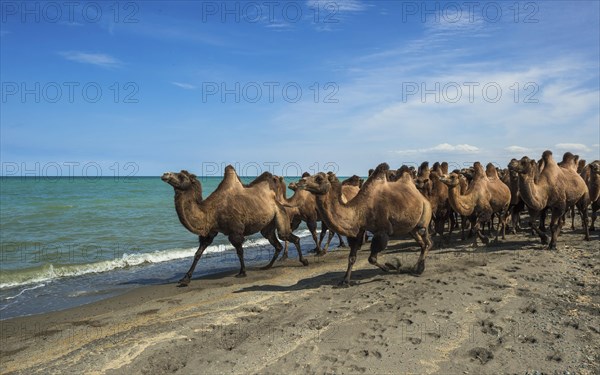 Flock of camels (Camelus ferus) on the banks of Uvs Lake