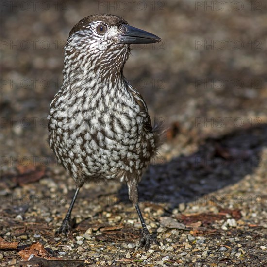 Spotted nutcracker (Nucifraga caryocatactes) on the ground