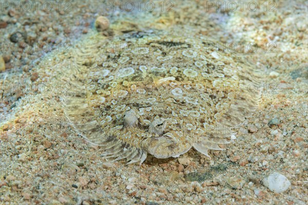 Leopard Flounder (Bothus pantherinus) on sandy bottom