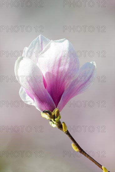 Flowering of Chinese Magnolia (Magnolia x soulangeana)