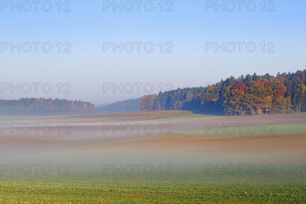 Morning mist near Perletzhofen near Riedenburg