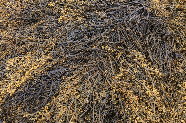 Bladder wrack (Fucus vesiculosus)