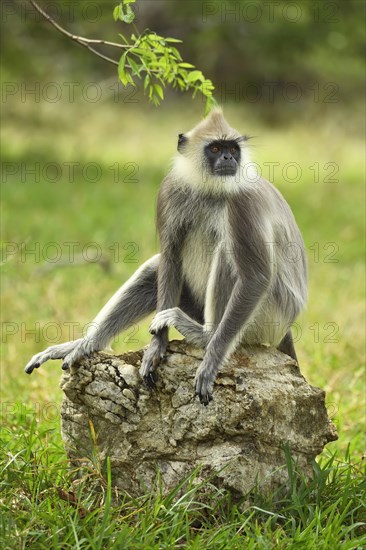 Tufted gray langur (Semnopithecus priam)