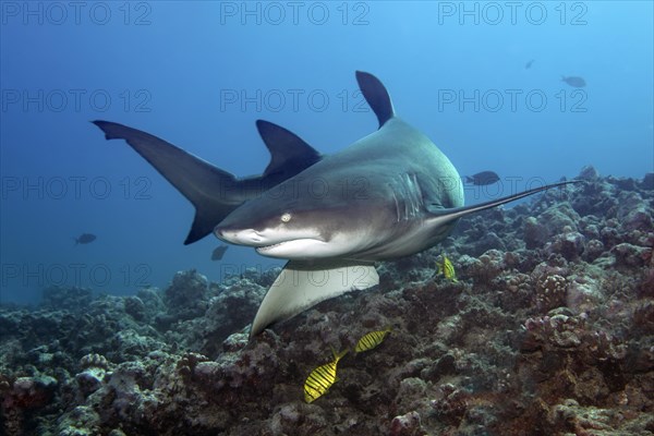 Sicklefin lemon shark (Negaprion acutidens) with Golden Trevally (Gnathanodon speciosus) over coral reef