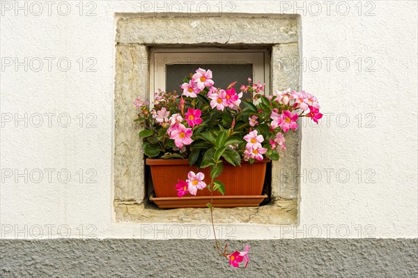 Flower box with flowering pink Dipladenia (Mandevilla sanderi)