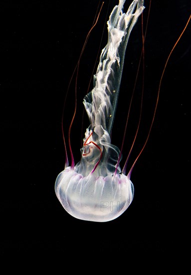 Illuminated purple-striped jellyfish (Chrysaora colorata)