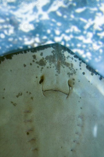 underside of a Blackspotted stingray (Taeniura meyeni)