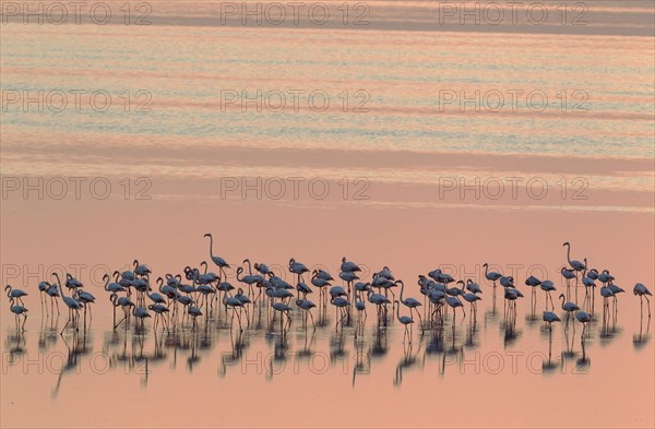 Greater Flamingos (Phoenicopterus roseus)