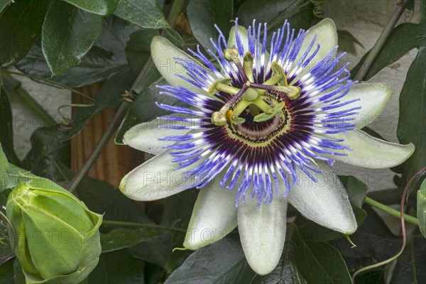 Blue passion flower (Passiflora caerulea)