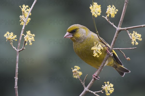 European greenfinch (Carduelis chloris) sits on twig of Cornelian cherry (Cornus mas)