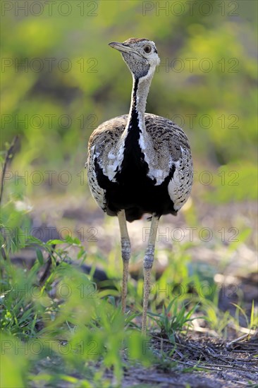 Black-bellied bustard (Lissotis melanogaster)