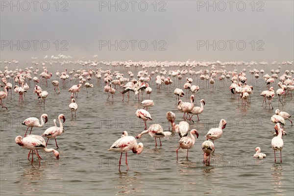 Bird colony with Lesser flamingos (Phoeniconaias minor)