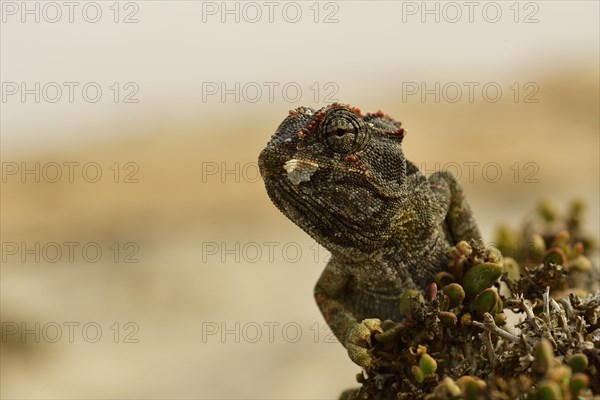Namaqua Chameleon (Chamaeleo namaquensis)