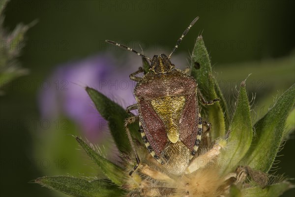 Hairy Shieldbug (Dolycoris baccarum) on a withered Field scabious