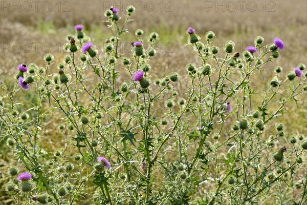 Spear thistles (Cirsium vulgare)