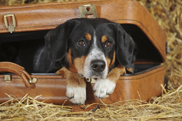 Entlebuch Mountain Dog