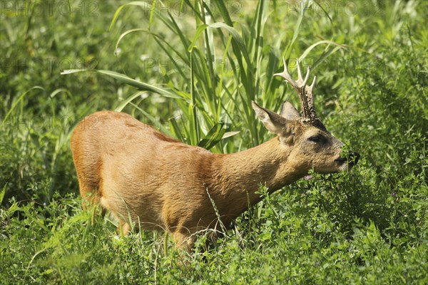 European roe (Capreolus capreolus)