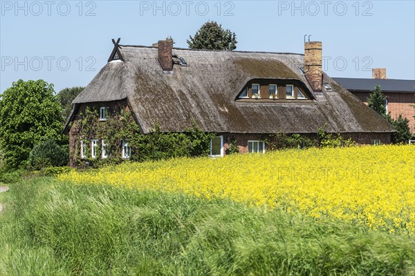 Thatched Cottage