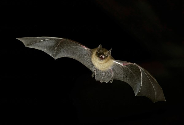 Geoffroy's bat (Myotis emarginatus) in flight at night