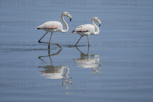 Pink Flamingos (Phoenicopterus roseus)