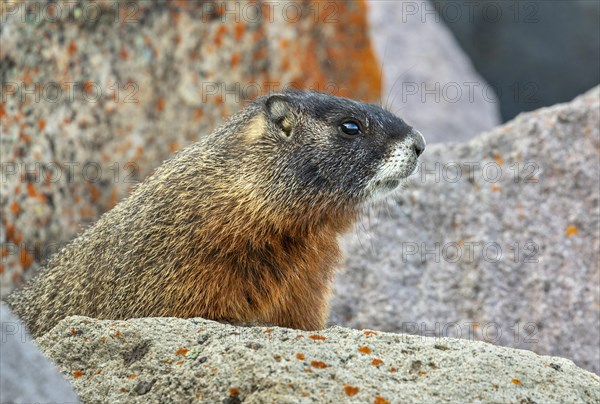 Yellow-bellied marmot (Marmota flaviventris) in rocky habitat