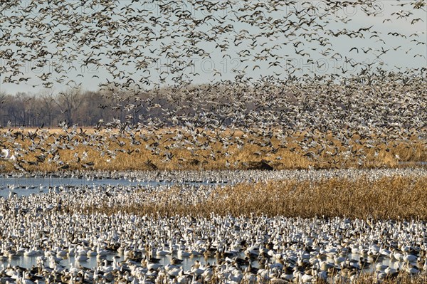 Fall migration of snow geese (Chen caerulescens)