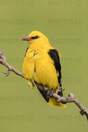 Eurasian Golden Oriole (Oriolus oriolus)