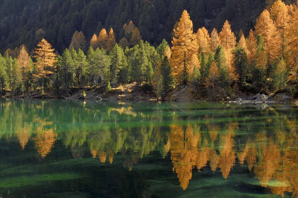 Larch trees in autumn colour reflect in the Lake Palpuogna