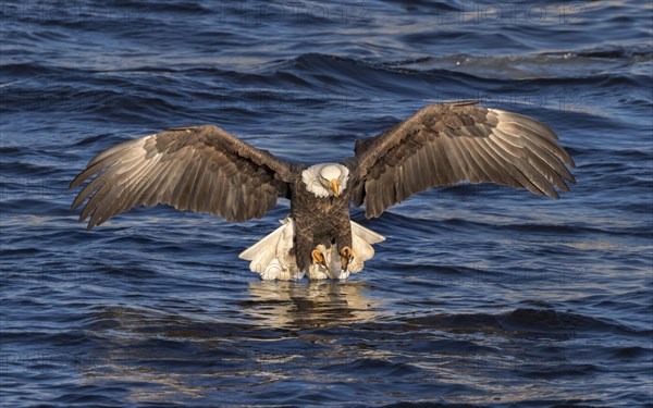 Bald eagle (Haliaeetus leucocephalus) hunting fish at Mississippi River