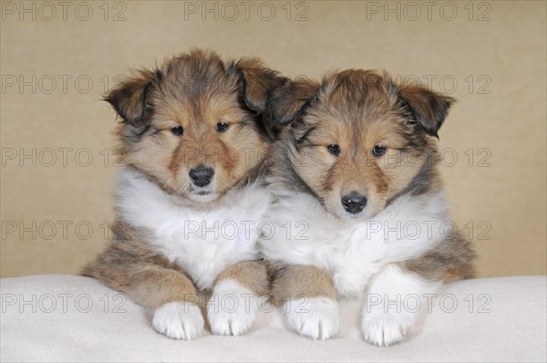 Collie longhair