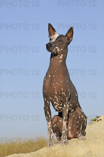 Perro sin pelo del Peru