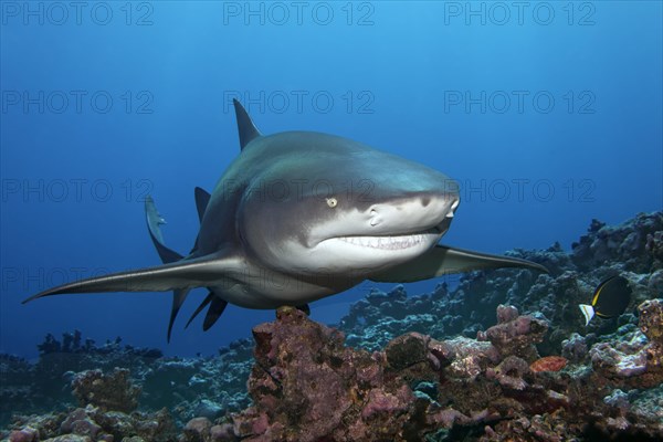 Sicklefin lemon shark (Negaprion acutidens) floats over coral reef