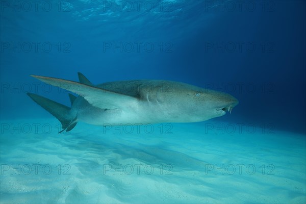 Tawny Nurse Shark (Nebrius ferrugineus) swims over sandy bottom