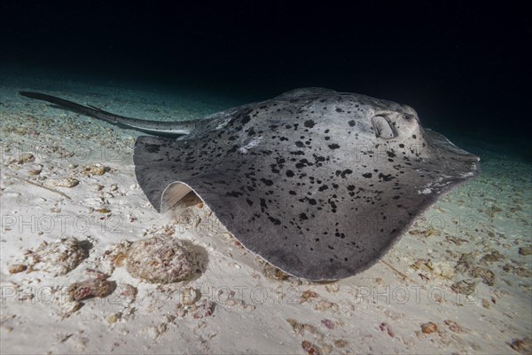 Round ribbontail ray (Taeniura meyeni) in the night