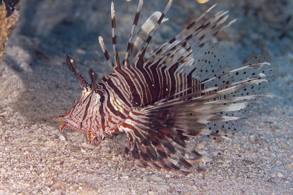 Common lionfish (Pterois miles)