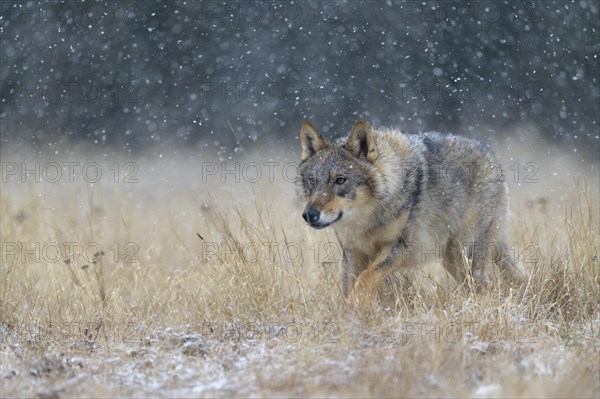 Gray wolf (Canis lupus)